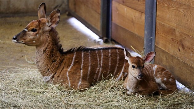 Prvnm prstkem jihlavsk zoo v roce 2019 se stalo mld nyaly ninn. Samika z druhu jihoamerickch antilop se narodilo hned prvn den novho roku.