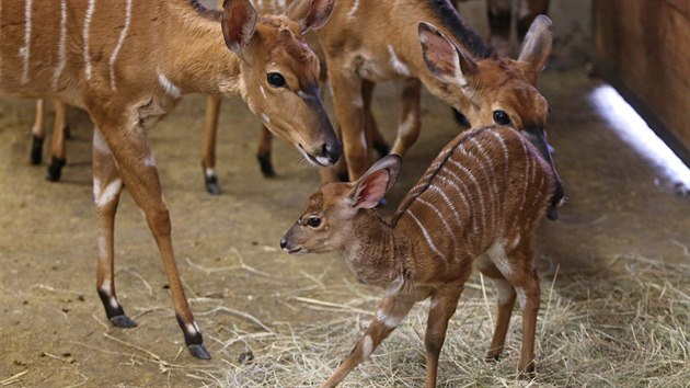 Prvnm prstkem jihlavsk zoo v roce 2019 se stalo mld nyaly ninn. Samika z druhu jihoamerickch antilop se narodila hned prvn den novho roku.