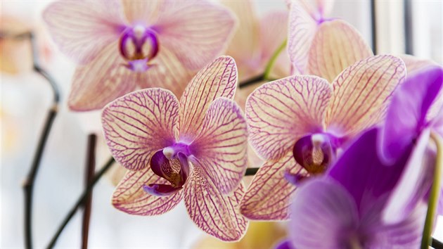 Mrovce jsou ideln orchideje pro zatenky.