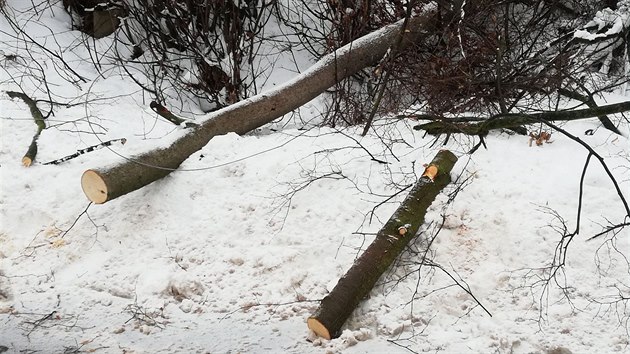 Strom spadl na cestu, kde jej mu rychle poezal, aby neblokoval dopravu.