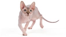 Kočka bezsrstého plemene sphynx Kočka bezsrstého plemene sphynx
