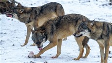 Smečka vlků eurasijských Smečka vlků eurasijských