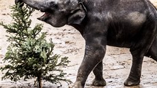 Každý rok končí v pražské zoologické zahradě stovky stromků, které se... Každý rok končí v pražské zoologické zahradě stovky stromků, které se...