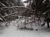 Na Žďársku leží spousta polámaných vršků stromů, další jsou nalomené. Nejvíc je... Na Žďársku leží spousta polámaných vršků stromů, další jsou nalomené. Nejvíc je...