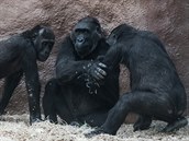 Goril samice Kamba s Nuruem (vlevo) a Kiburim, potomky samice Kijivu a...