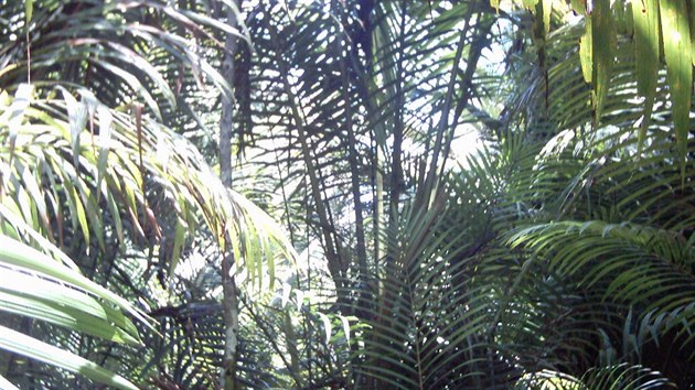Sgov palmy jsou pro ambuyat zkladn surovinou.