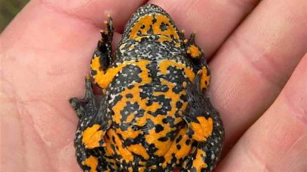 Opuštěný bruntálský lom u Marburku se během letoška promění. Na snímku je kuňka žlutobřichá, ohrožený druh žáby. který v lomu žije.