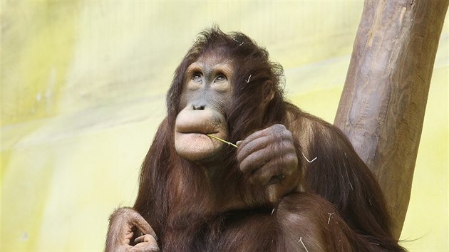 steck zoologick zahrada je v havarijnm stavu. Hroz, e v budoucnu pijde o atraktivn druhy zvat, jako jsou sloni, nosoroci i orangutani.