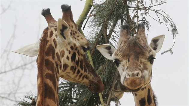 V steck zoo chovaj zhruba 150 druh zvat. Do budoucna by nkter z nich mohly krajsk msto opustit. Na snmku Rothschildova irafa.