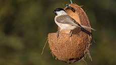 Víte, kdo přilétá hodovat na vaše krmítko? Je to třeba sýkora babka, jako na... Víte, kdo přilétá hodovat na vaše krmítko? Je to třeba sýkora babka, jako na...