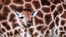 V pražské zoo se narodila v pátek 25. ledna nová žirafa. Její matka je Faraa ze... V pražské zoo se narodila v pátek 25. ledna nová žirafa. Její matka je Faraa ze...
