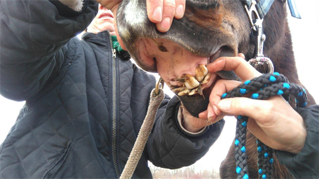 Dobrovolnci zveejnili fotky kon na strnce SOS pomoc pro kon z Jankova