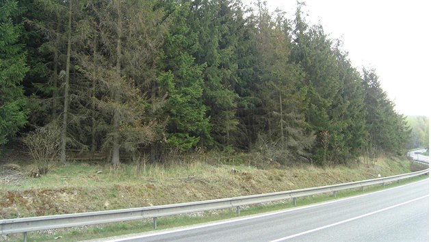 Ponien stromy u silnice