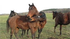 Dobrovolníci zveejnili fotky koní na stránce SOS pomoc pro kon z Jankova
