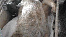 Uhynulá zvířata na farmě ve Slemenu v Podkrkonoší (29.1.2019). Uhynulá zvířata na farmě ve Slemenu v Podkrkonoší (29.1.2019).