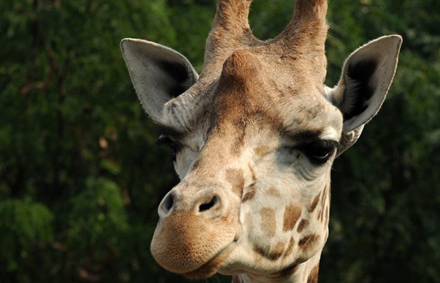 Nejstarí samice irafy Rothschildovy ze stáda olomoucké zoologické zahrady...