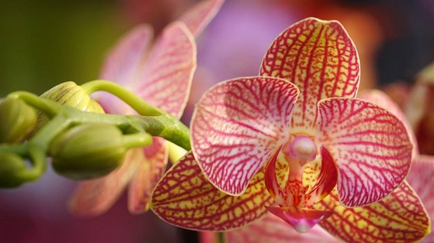 Tradiční výstava orchidejí, bromélií, sukulentů, jiných exotických rostlin a... Tradiční výstava orchidejí, bromélií, sukulentů, jiných exotických rostlin a...