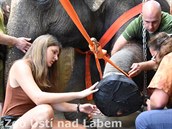 V červenci 2018 podstoupila slonice Kala operaci přední nohy. V červenci 2018 podstoupila slonice Kala operaci přední nohy.