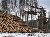 Kůrovec devastuje lesy okolo vodní nádrže Švihov. Zpracování a odvoz dřeva z... Kůrovec devastuje lesy okolo vodní nádrže Švihov. Zpracování a odvoz dřeva z...