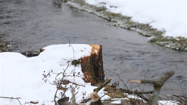 Vechny stromy u Smrenskho potoka v centru Hybrlce na Jihlavsku devorubci pokceli. Oficilnm dvodem byla pprava prac na
rozen koryta potoka, kter se zde pi silnch detch rozlv.