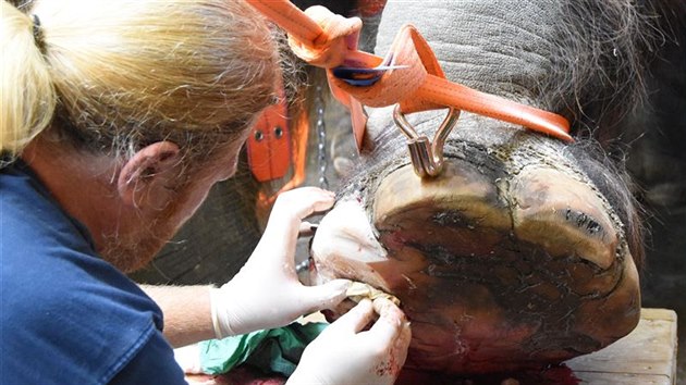 V ervenci 2018 podstoupila slonice Kala operaci pedn nohy.