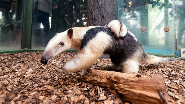 Prozatm posledn mld mravenenka typrstho v olomouck zoologick zahrad na Svatm Kopeku. (leden 2019)