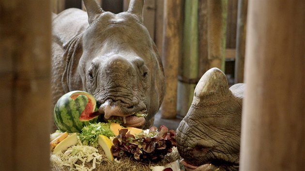 Samici nosoroce indickho Rence pipravili oetovatel ke druhm narozeninm dort ze slmy, ovoce a zeleniny. (5. 2. 2019)