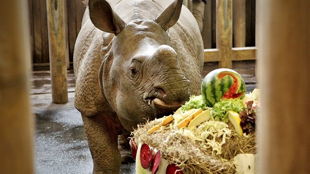 Samici nosoroce indickho Rence pipravili oetovatel ke druhm narozeninm dort ze slmy, ovoce a zeleniny. (5. 2. 2019)