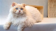 V České republice se selkirk rex zatím nechová. V České republice se selkirk rex zatím nechová.