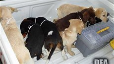 Kolumbijský veterinář se pokusil do Spojených států propašovat heroin v tělech... Kolumbijský veterinář se pokusil do Spojených států propašovat heroin v tělech...