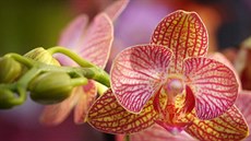 Tradiční výstava orchidejí, bromélií, sukulentů, jiných exotických rostlin a... Tradiční výstava orchidejí, bromélií, sukulentů, jiných exotických rostlin a...