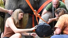 V ervenci 2018 podstoupila slonice Kala operaci pední nohy.