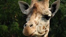 Nejstarší samice žirafy Rothschildovy ze stáda olomoucké zoologické zahrady... Nejstarší samice žirafy Rothschildovy ze stáda olomoucké zoologické zahrady...