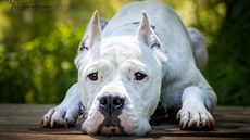 Doga, o kterou v neděli přišla rodina z Opavska. Doga, o kterou v neděli přišla rodina z Opavska.