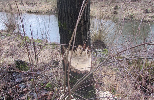 Bobr v Moravskoslezském kraji pibývá. Takto mýtí stromy kolem eky Ole.