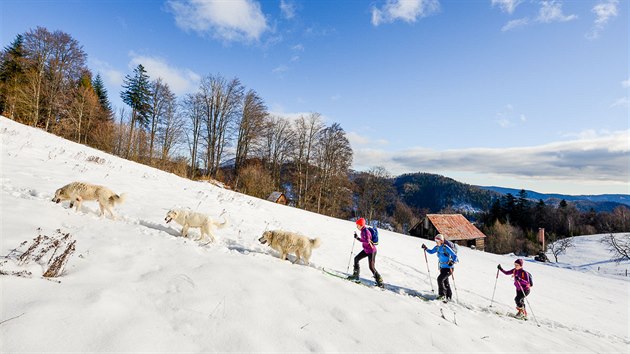 Psí karavana u samoty Kučelach Psí karavana u samoty Kučelach