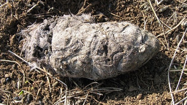 Ukázka vývržku dravce - káně rousná (Buteo lagopus). Vývržky dravců obsahují... Ukázka vývržku dravce - káně rousná (Buteo lagopus). Vývržky dravců obsahují...