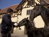 První hříbě narozené letos v hřebčíně ve Slatiňanech nese jméno Xabea. První hříbě narozené letos v hřebčíně ve Slatiňanech nese jméno Xabea.