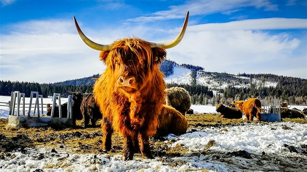 Jedna ze zastvek byla u vbhu krav plemene highland, kter je typick dlouhou srst.