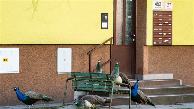 Ptici pv zachytili Karvian v nedli pi toulkch sdlitm v Karvin-Rji.