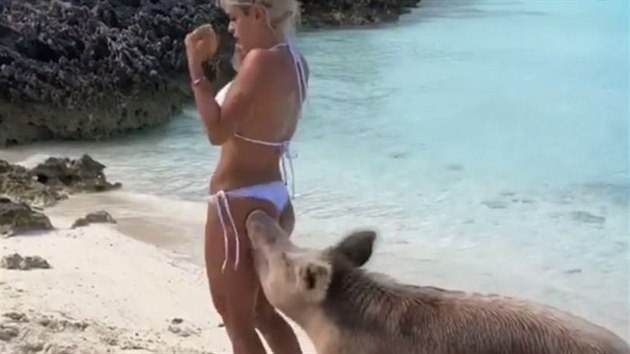 Prase na pli kouslo do zadku modelku Michelle Lewinovou (Bahamy, 12. nora 2019).