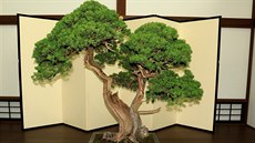 Shimpaku bonsaj. Shimpaku bonsaj.
