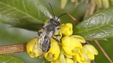 Kvetoucí diál obecný - ná pvodní druh - je zdrojem potravy jak pro hmyz....