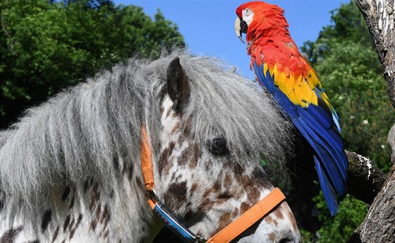 Papouek ara arakanga Douglas poel v 51 letech v zoologické zahrad v...