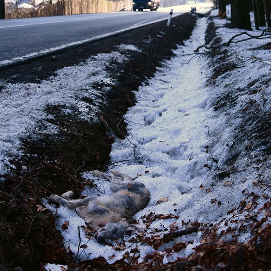Nedaleko eské Kamenice na Dínsku srazilo auto vlici, která byla...