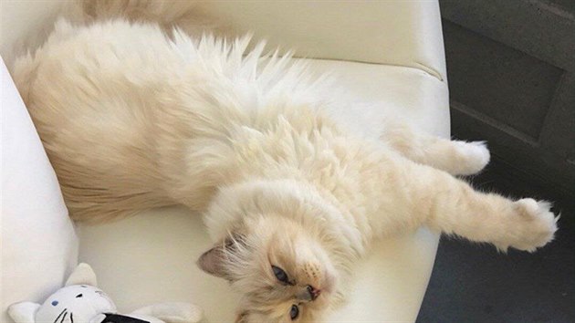 Choupette je zvyklá na rozmazlování. Choupette je zvyklá na rozmazlování.