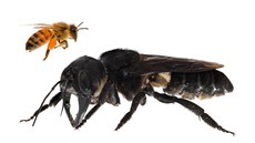 Včela Megachile pluto (dole) v porovnání s včelou medonosnou (nahoře) Včela Megachile pluto (dole) v porovnání s včelou medonosnou (nahoře)