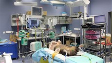 Testování stimulátoru bloudivého nervu provádějí plzeňští vědci na prasatech. Testování stimulátoru bloudivého nervu provádějí plzeňští vědci na prasatech.