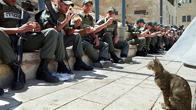 Koky asistuj izraelskm vojkm v ulicch Jeruzalma i pi obd.