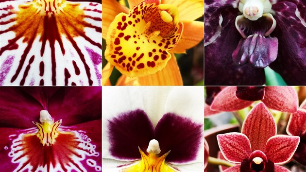 Botanická zahrada láká na výstavu orchidejí ve skleníku Fata Morgana. (7.3.2019)